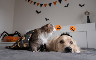 image for Help your pet have a howling good Halloween!